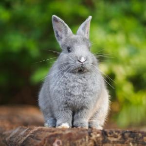 images/thumbnail.jpg - Thumbnail